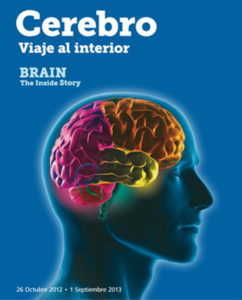 Exposición - Cerebro: viaje al interior