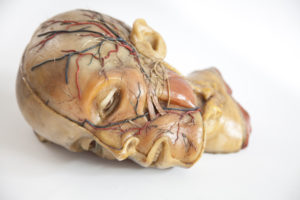 Modelo anatómico de la cabeza en cera