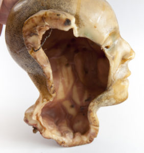 Modelo anatómico de la cabeza en cera
