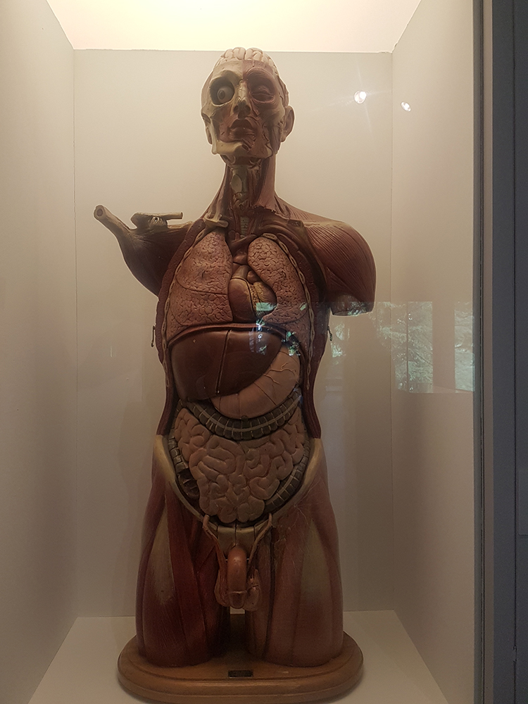 Vitrina modelo anatómico humano Dr. Auzoux